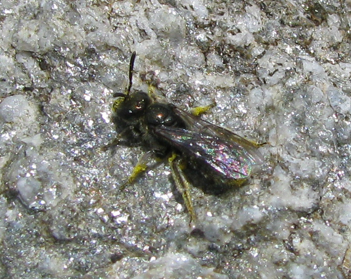Da identificare: probabile Apidae Halictinae